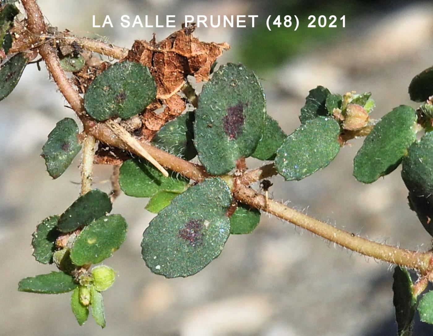 Spurge, Spotted leaf